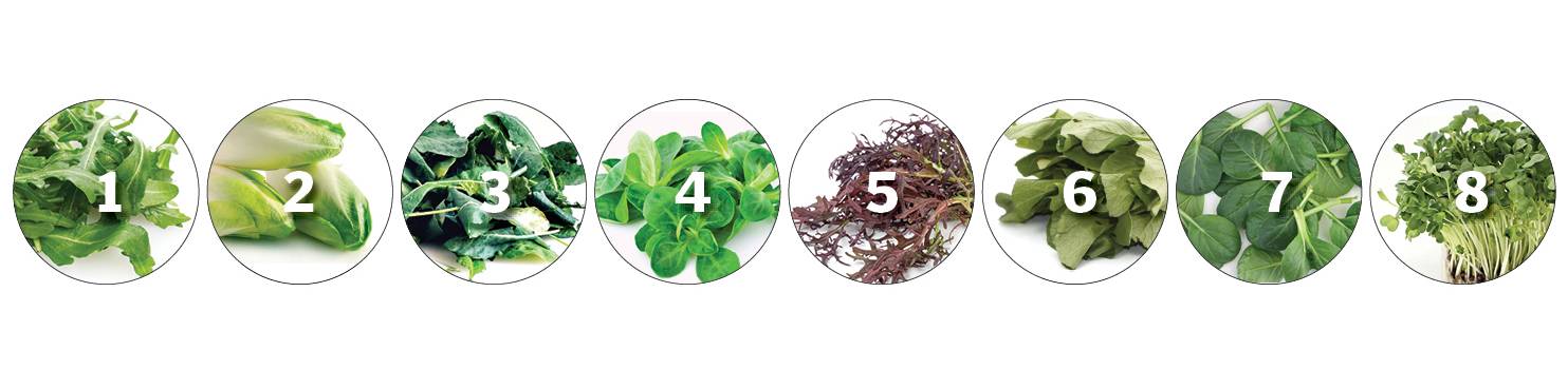 lettuces