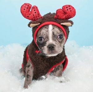 shutterstock_243873871
