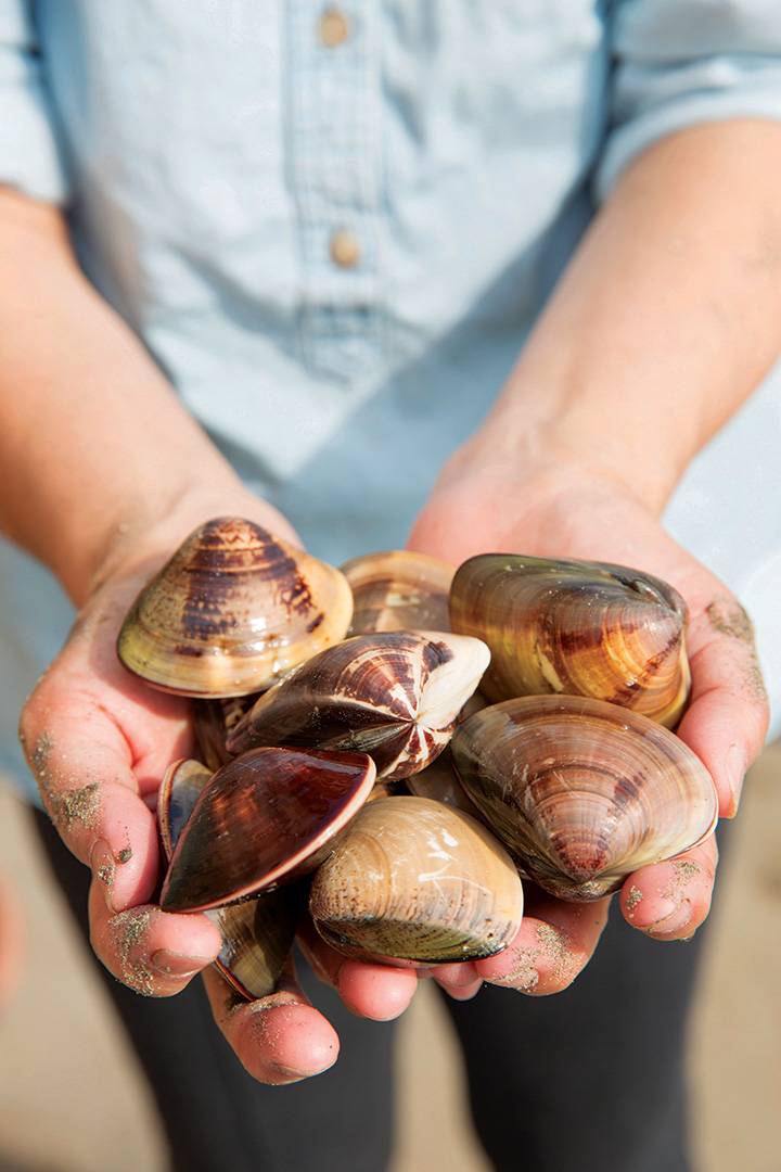 Clam