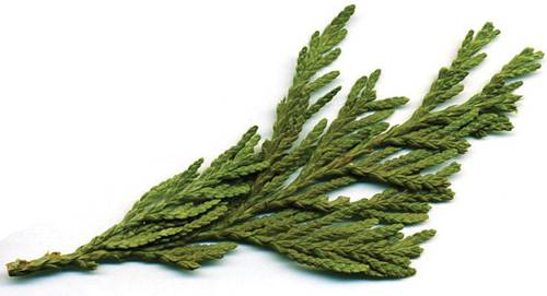 Foraging-Cedar