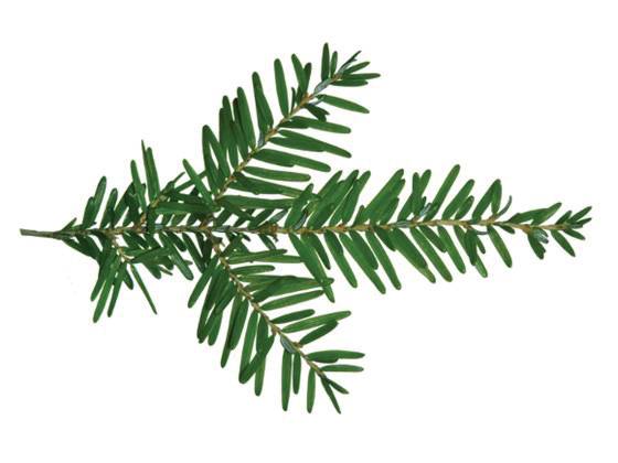 Foraging-Hemlock