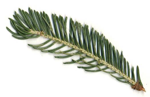 Foraging-Spruce