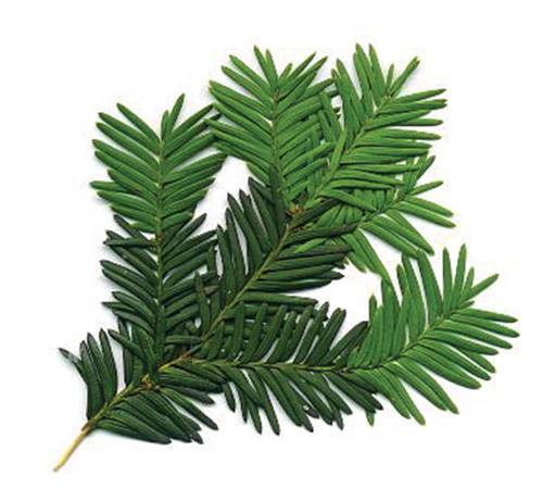 Foraging-Yew