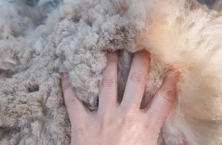 Women's palm on fluffy alpaca fleece