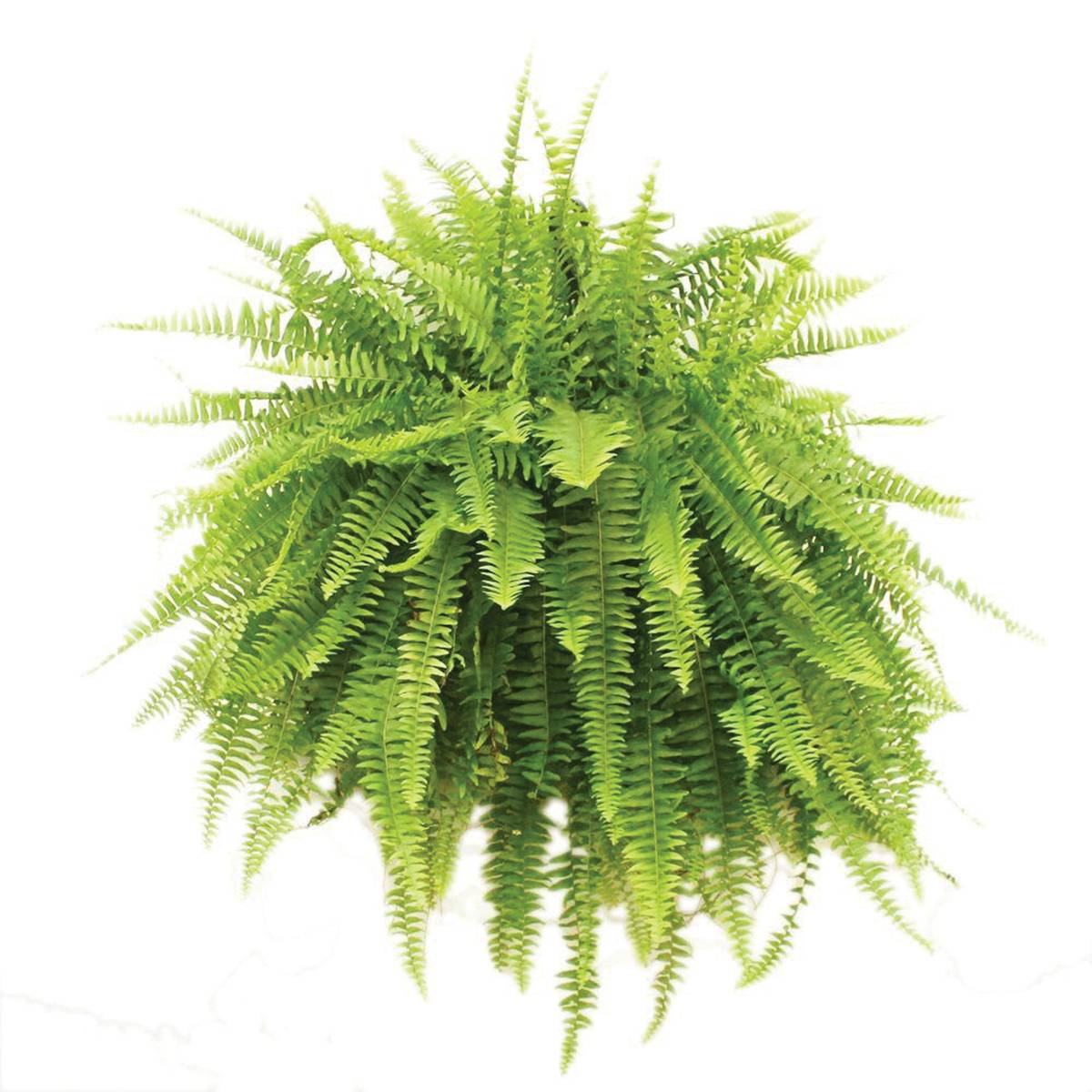 Boston fern