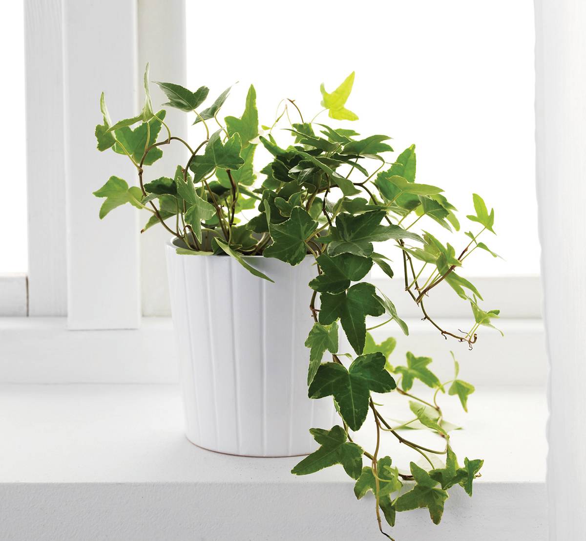 English Ivy