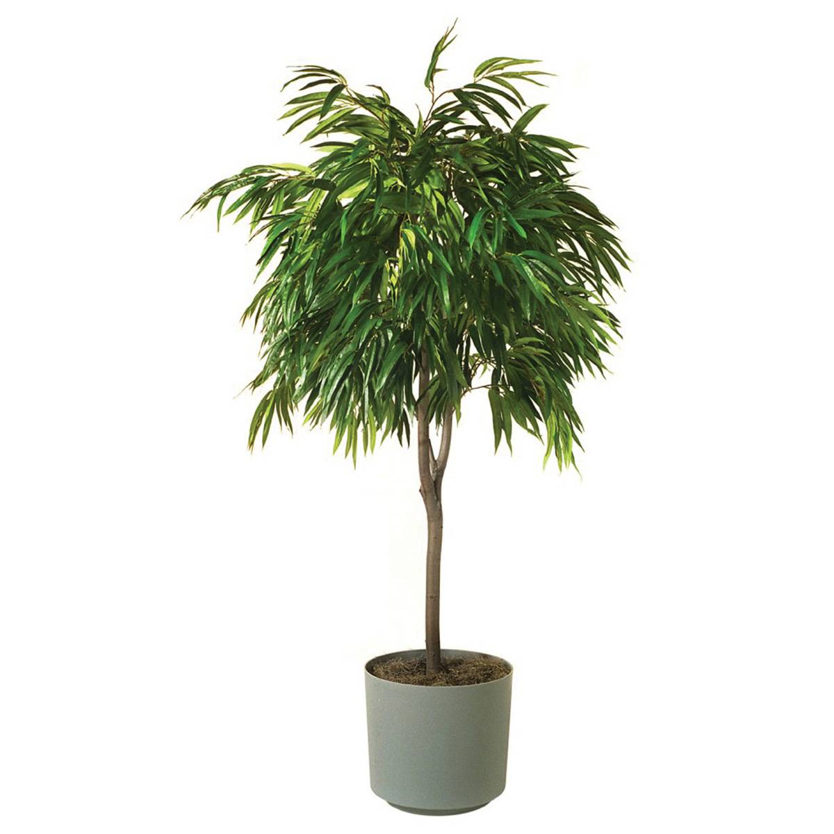 Ficus