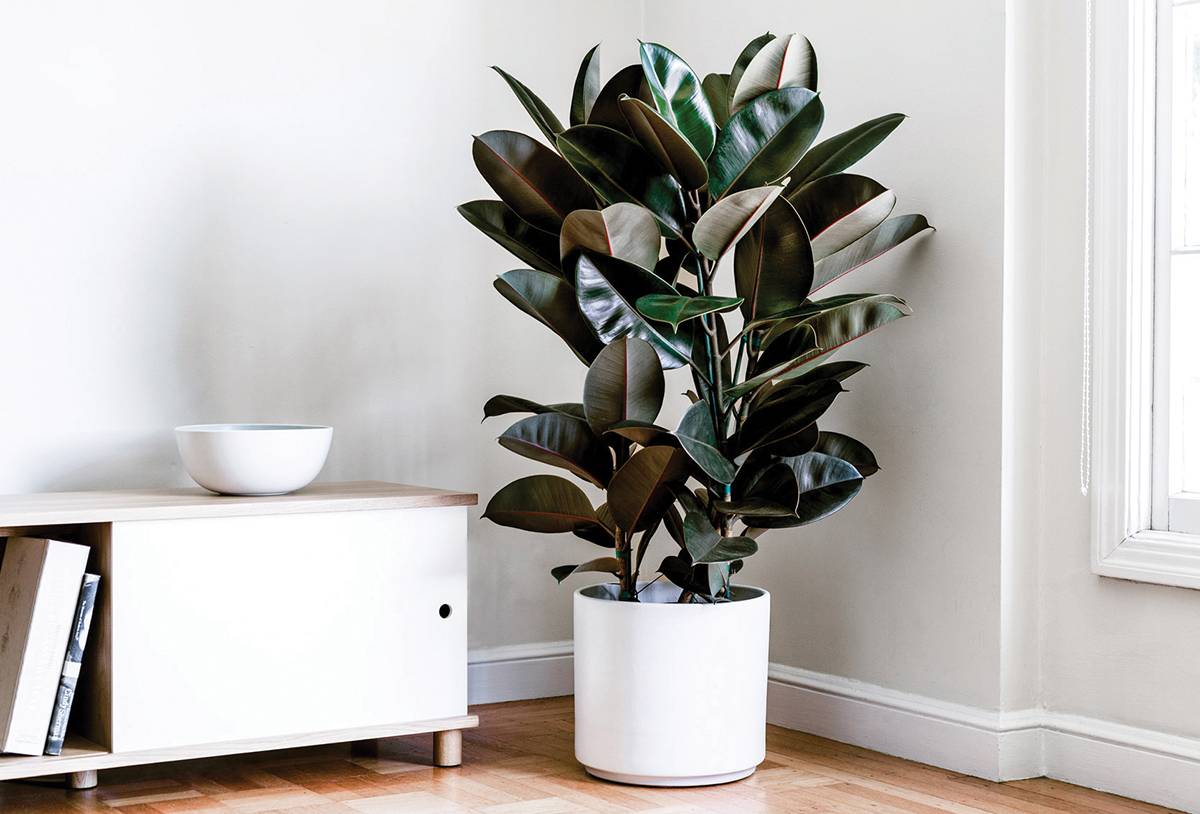 Rubber plant