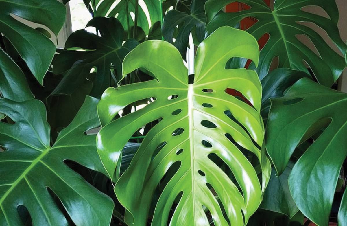 plant