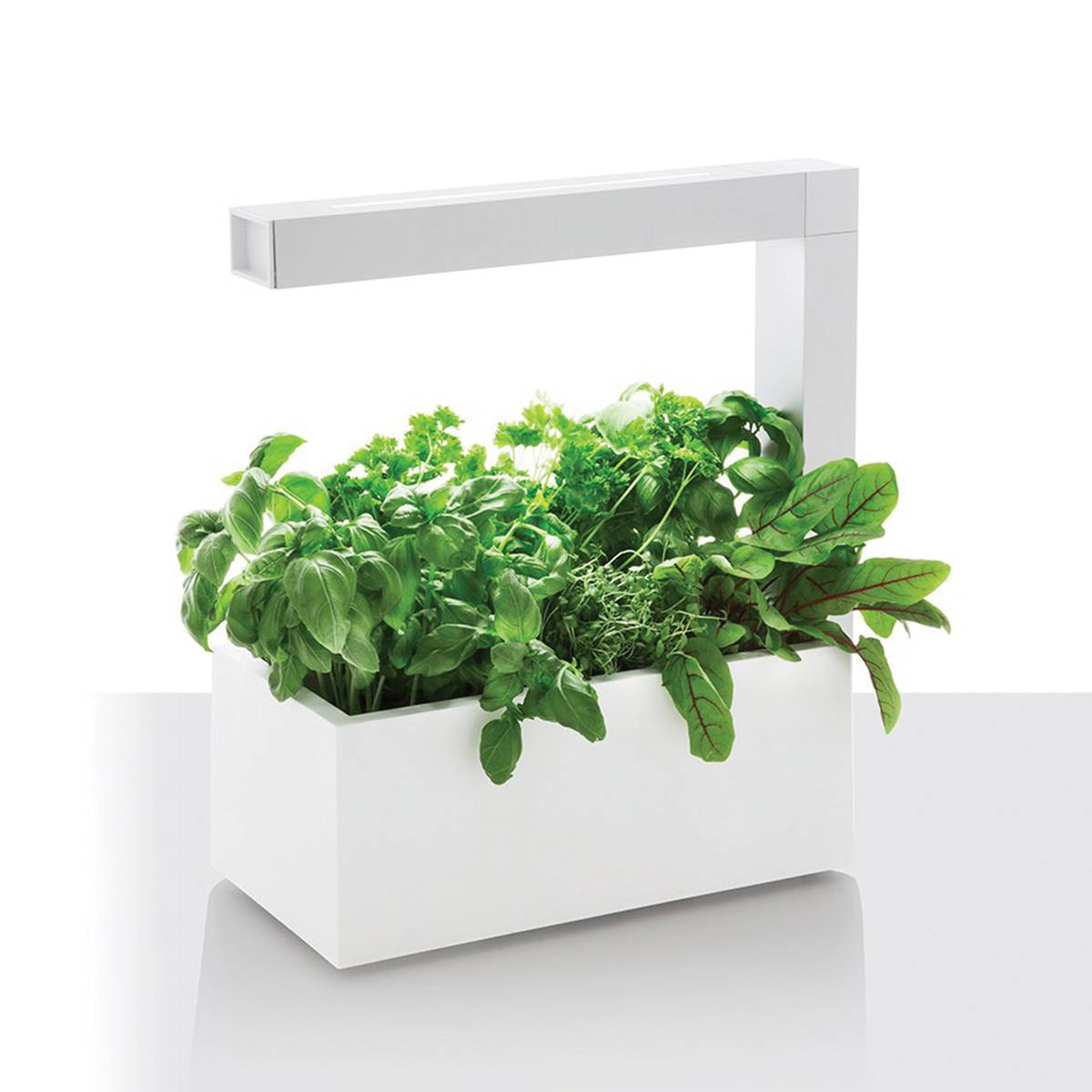 IndoorHerbs