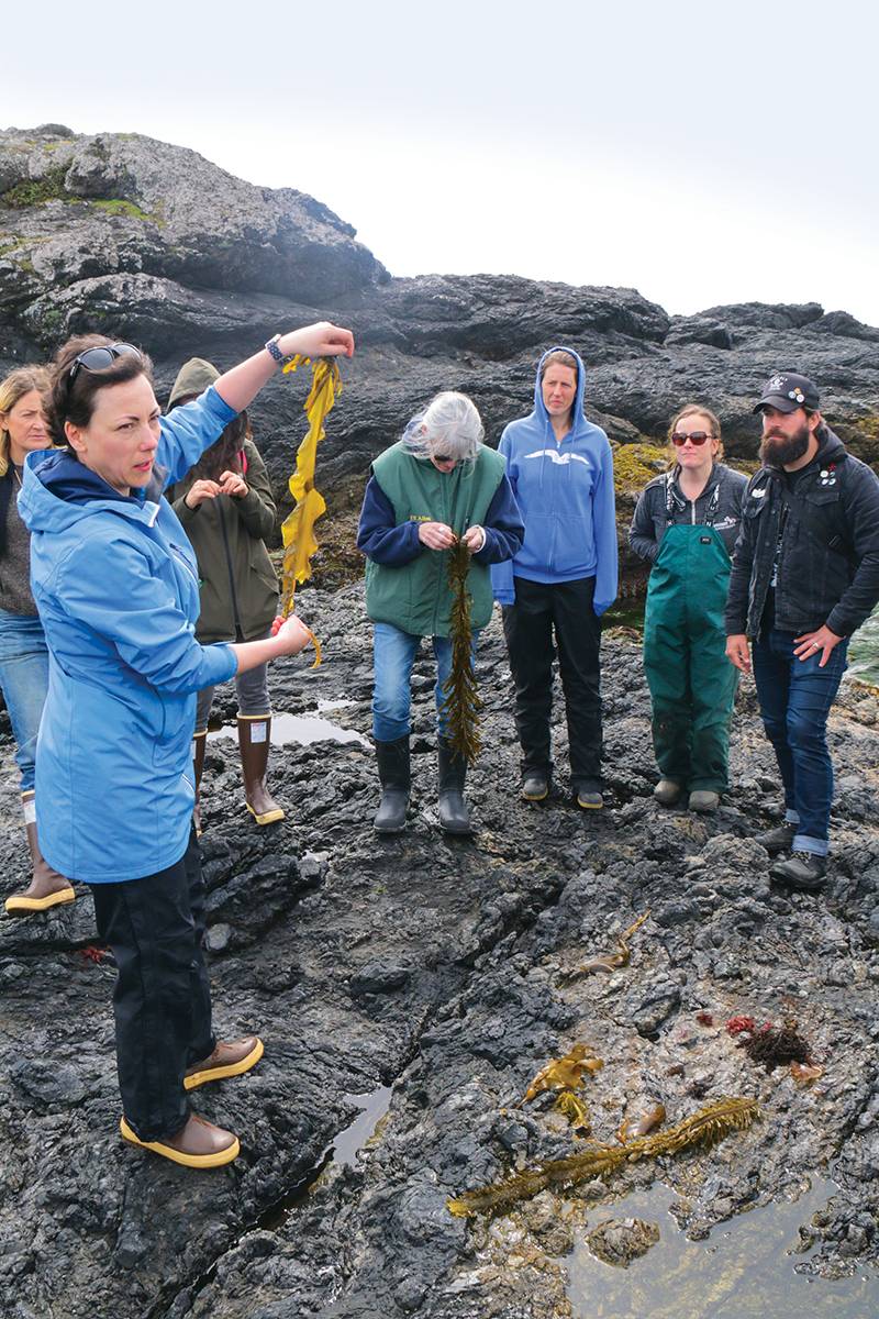Seaweedhunting