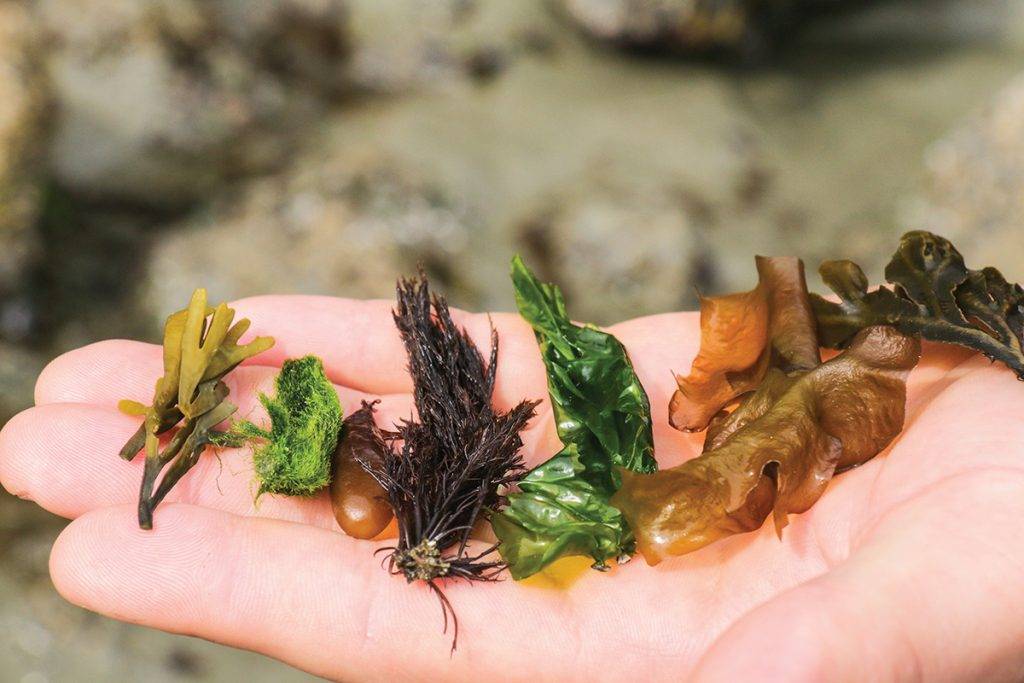 The many kinds of edible seaweed. Photo: Cinda Chavich.
