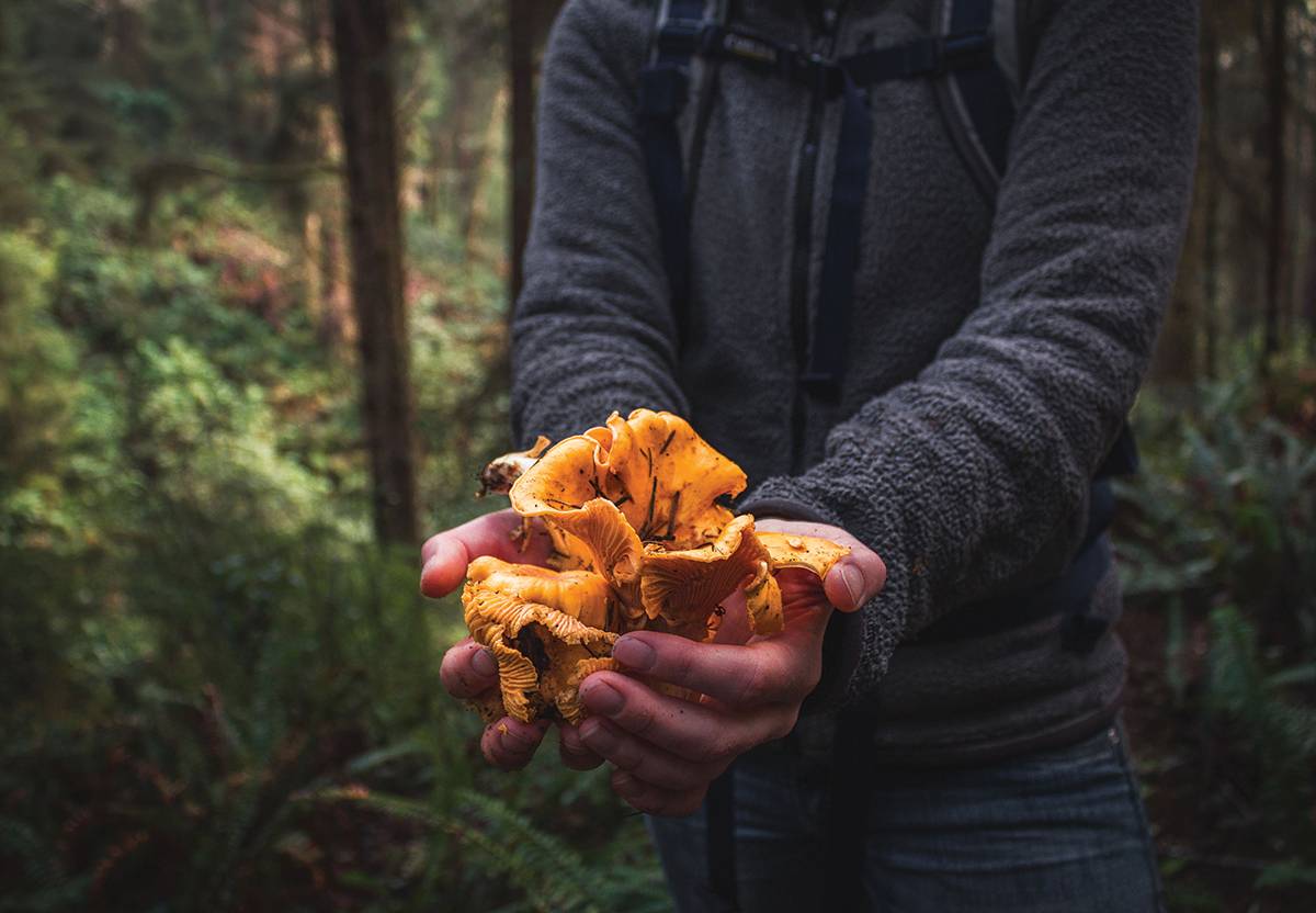 Chanterelles