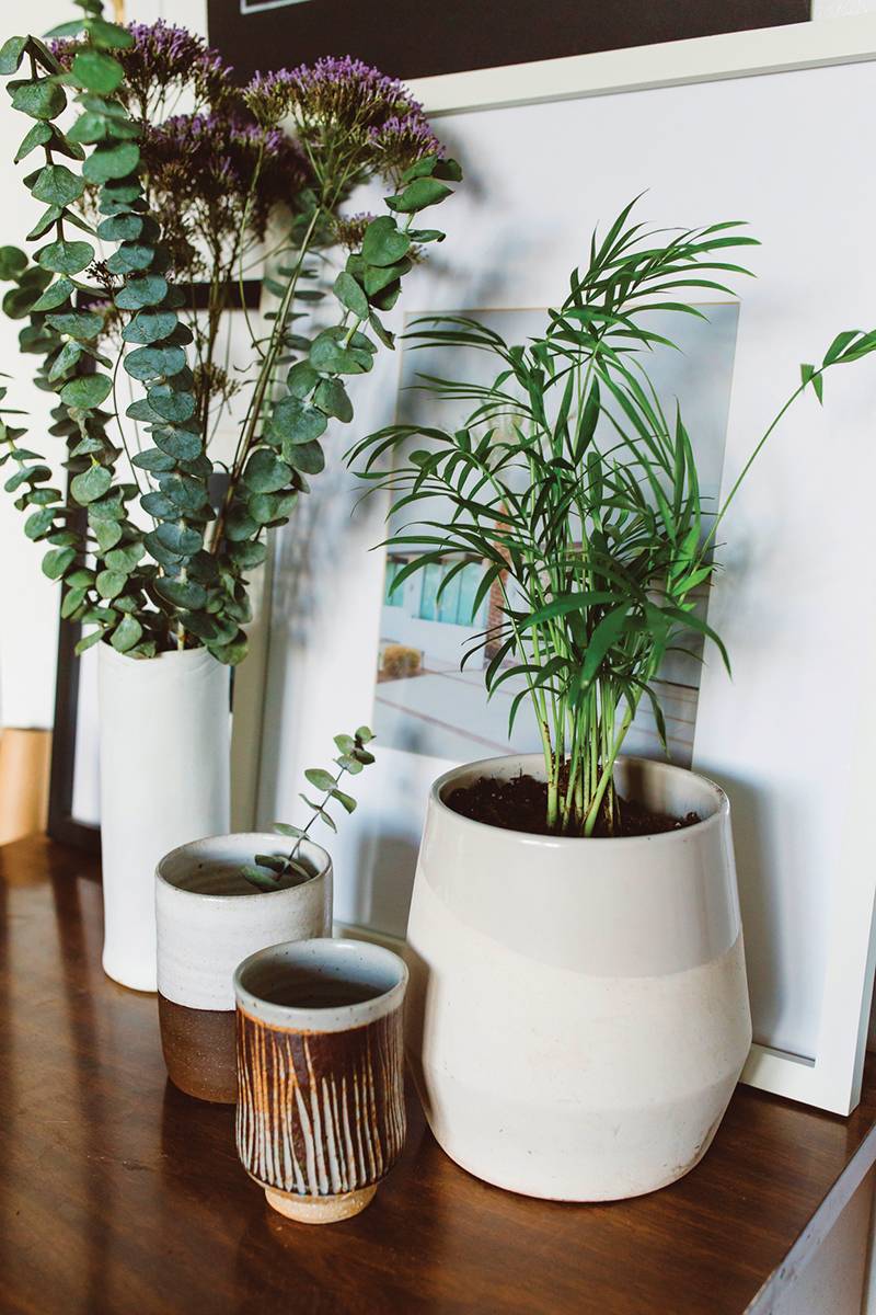 Cleaning_Plants