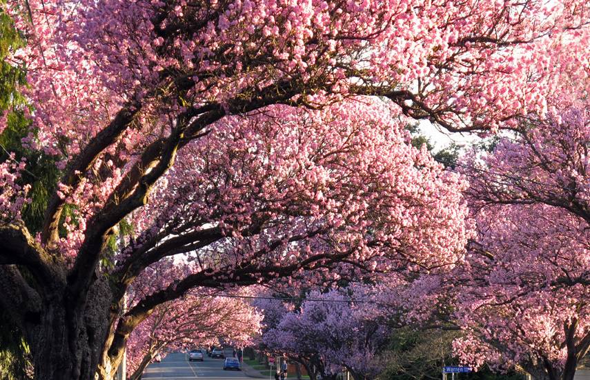 Row Of Cherry Trees Wallpaper Cherry Blossom Wallpaper Cherry Blossom Background Cherry Blossom Tree