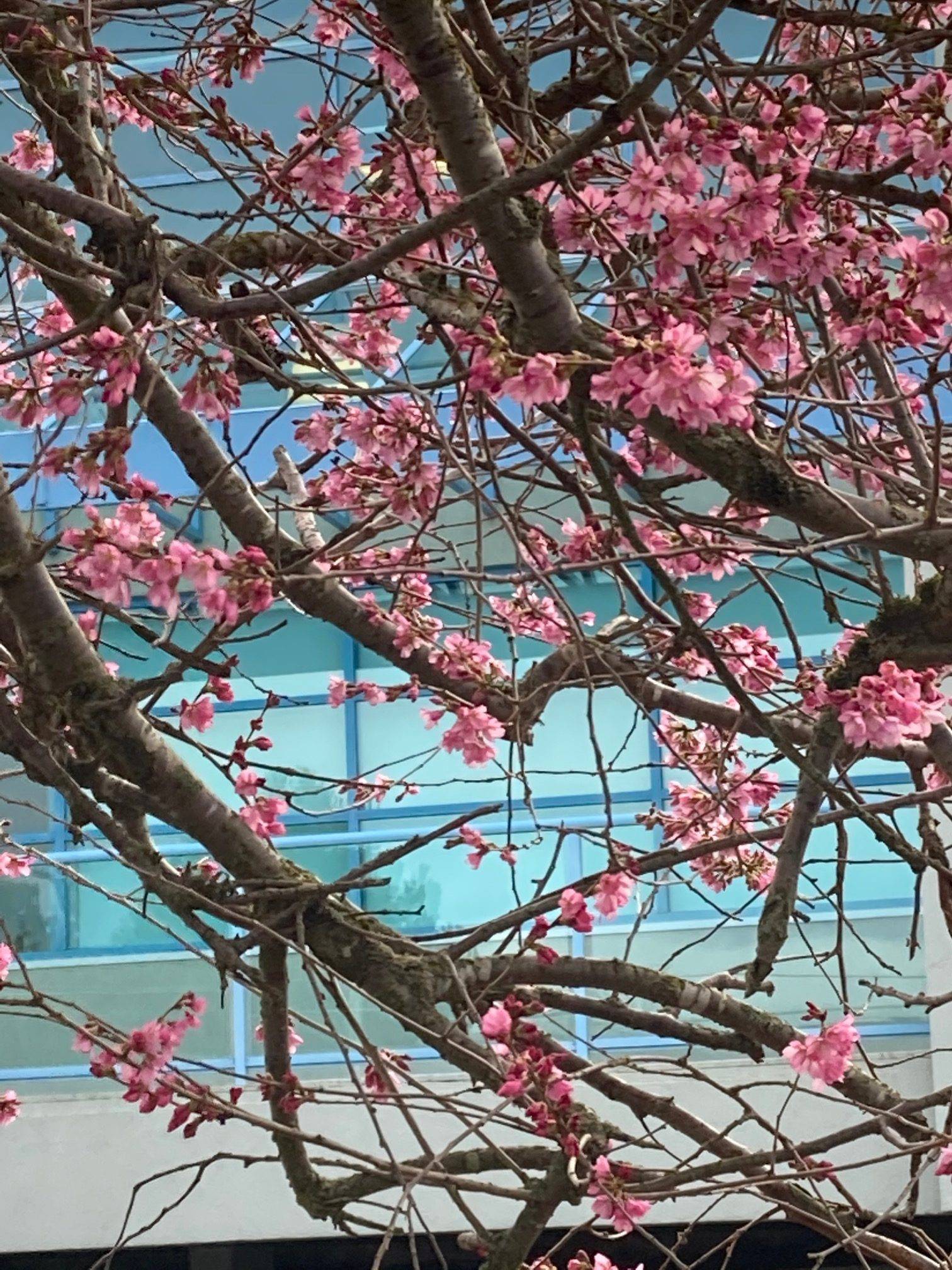 cherryblossoms