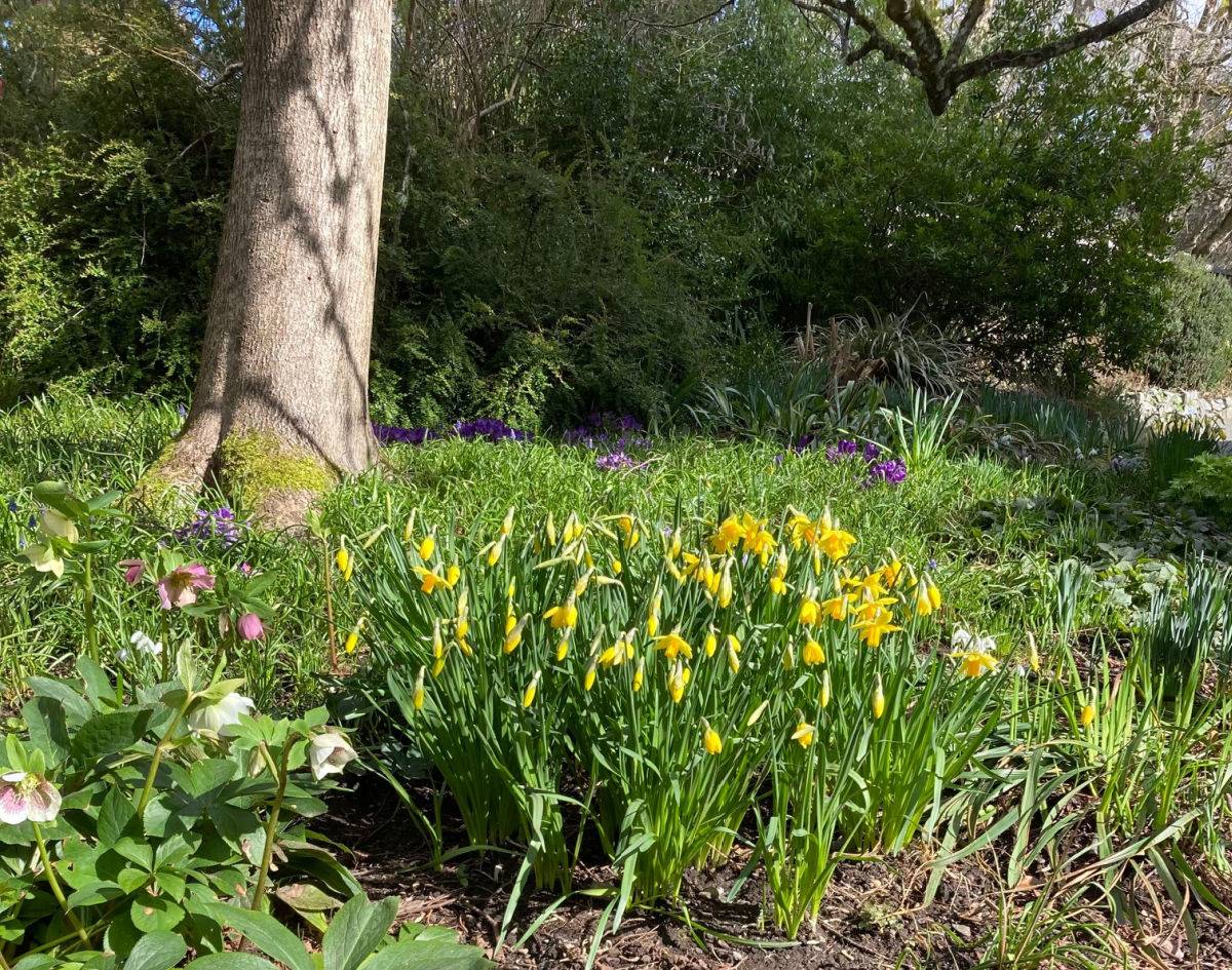 daffodils_victoria
