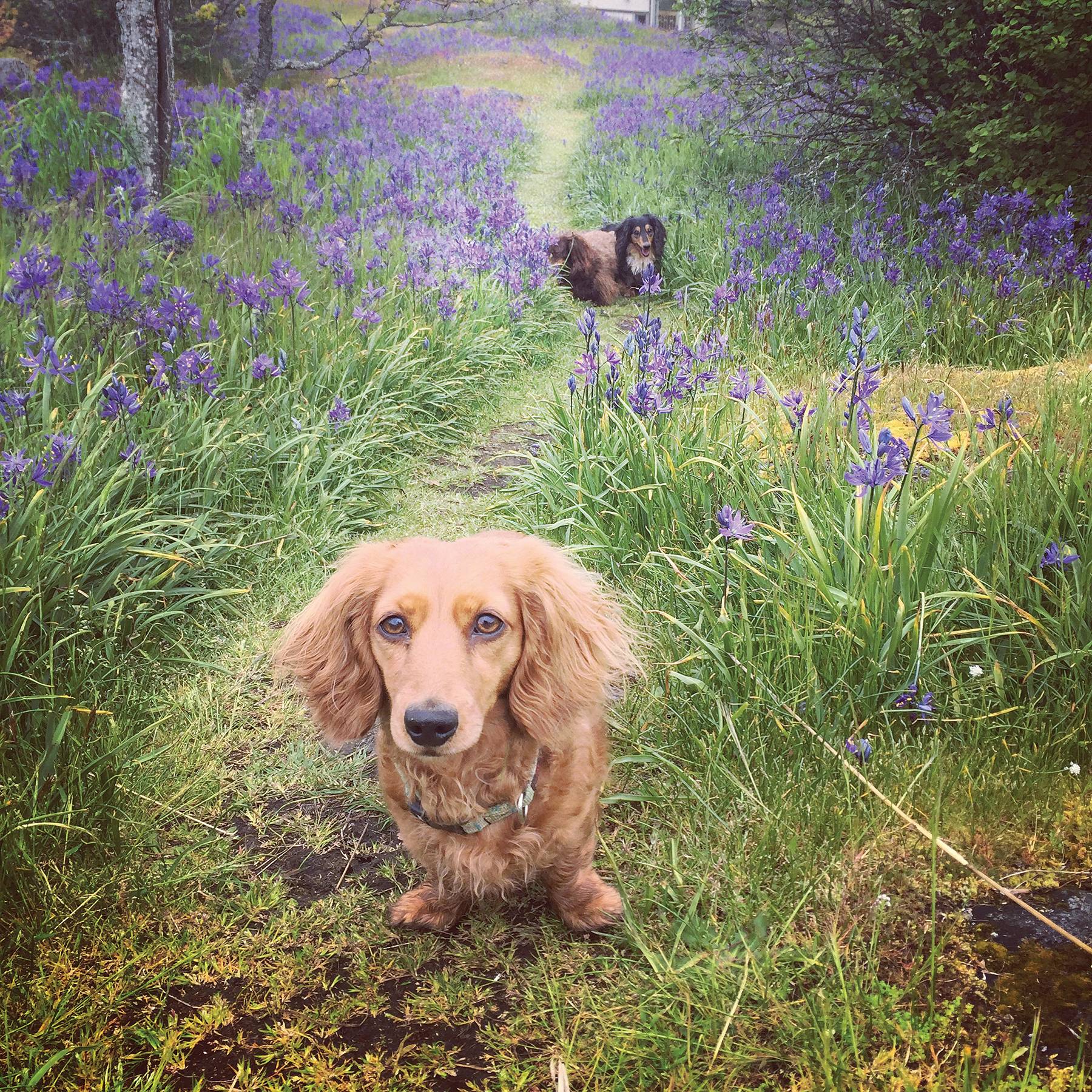 dachshund in a field