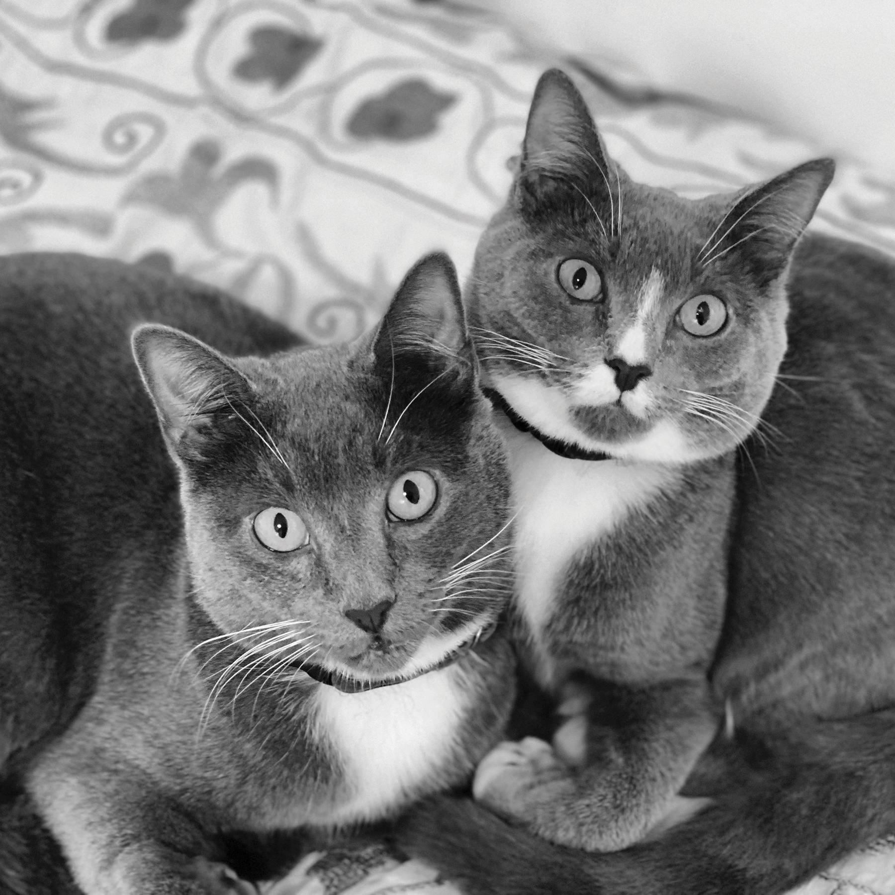 pair