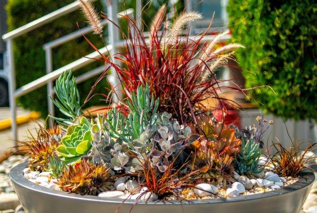 A planter filled with succulents.