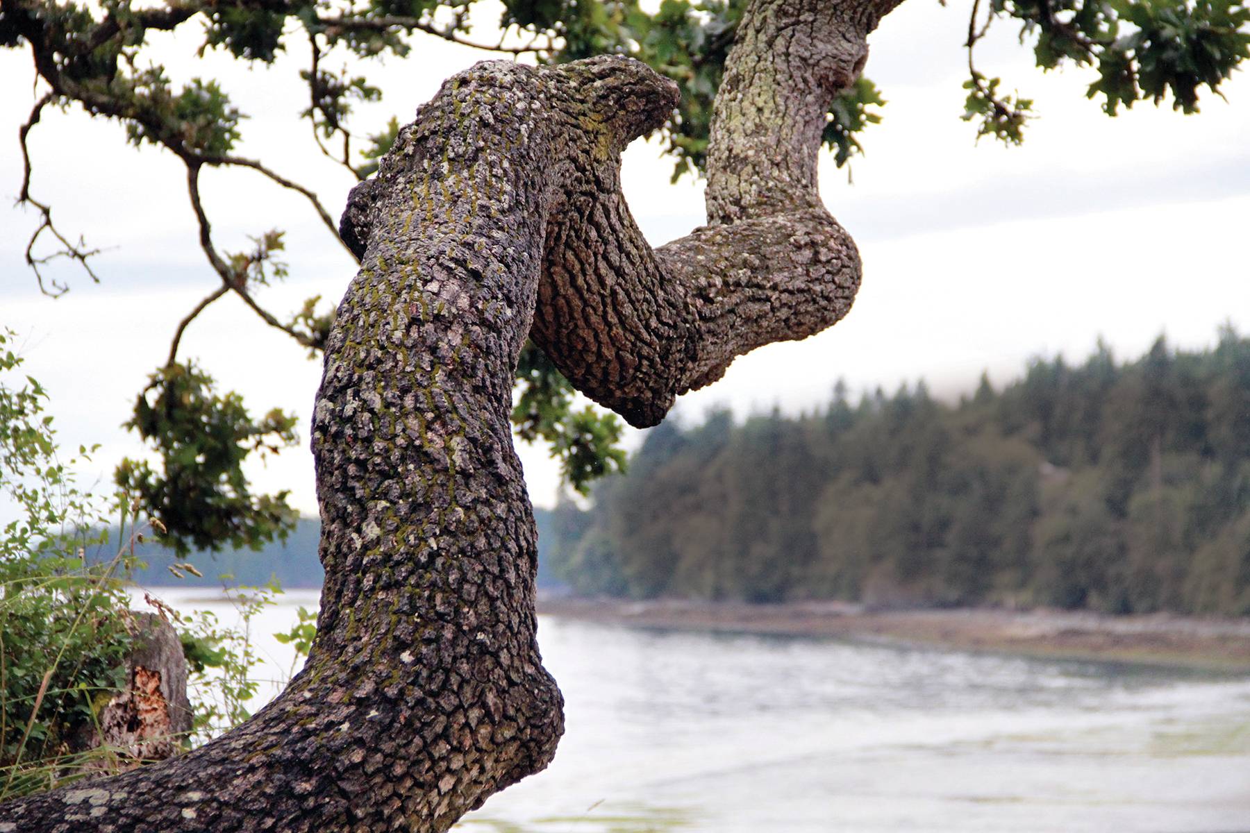 Garry Oak Tree Branch