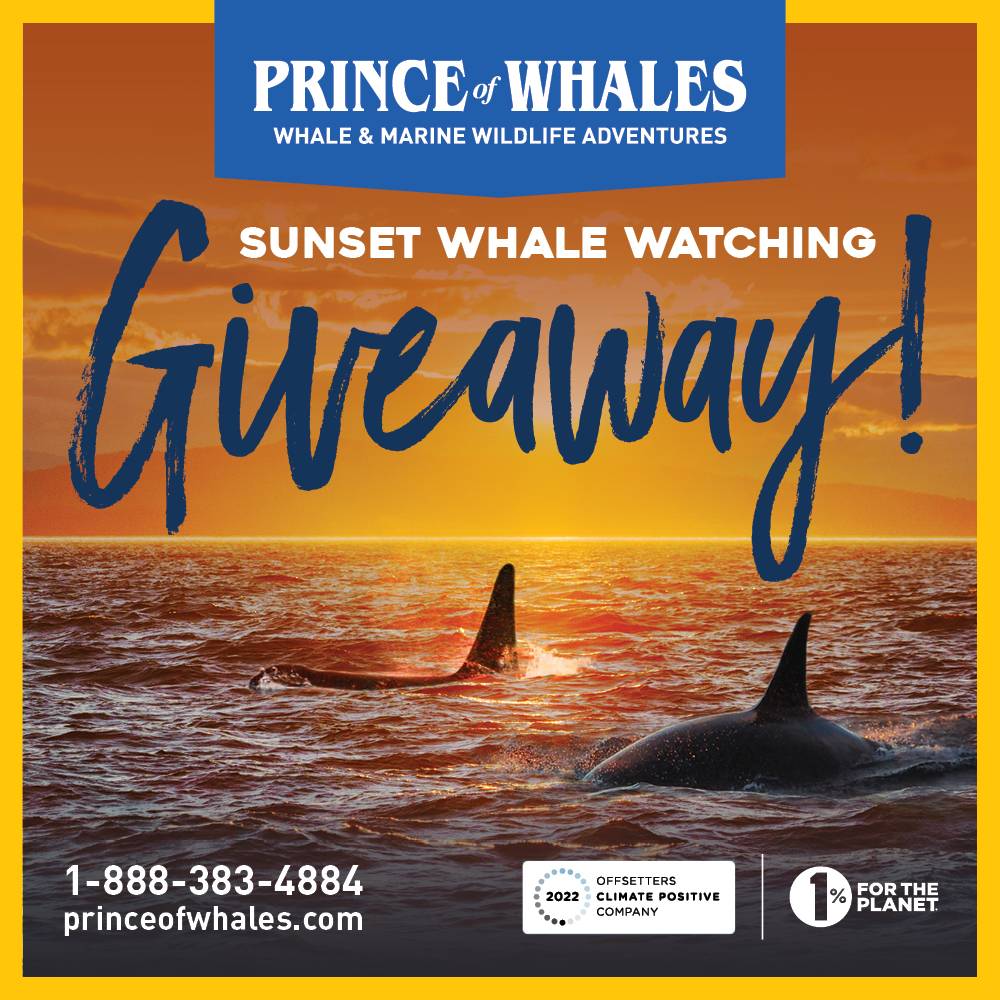 Prince of Whale - Sunset Whale Watching Giveaway