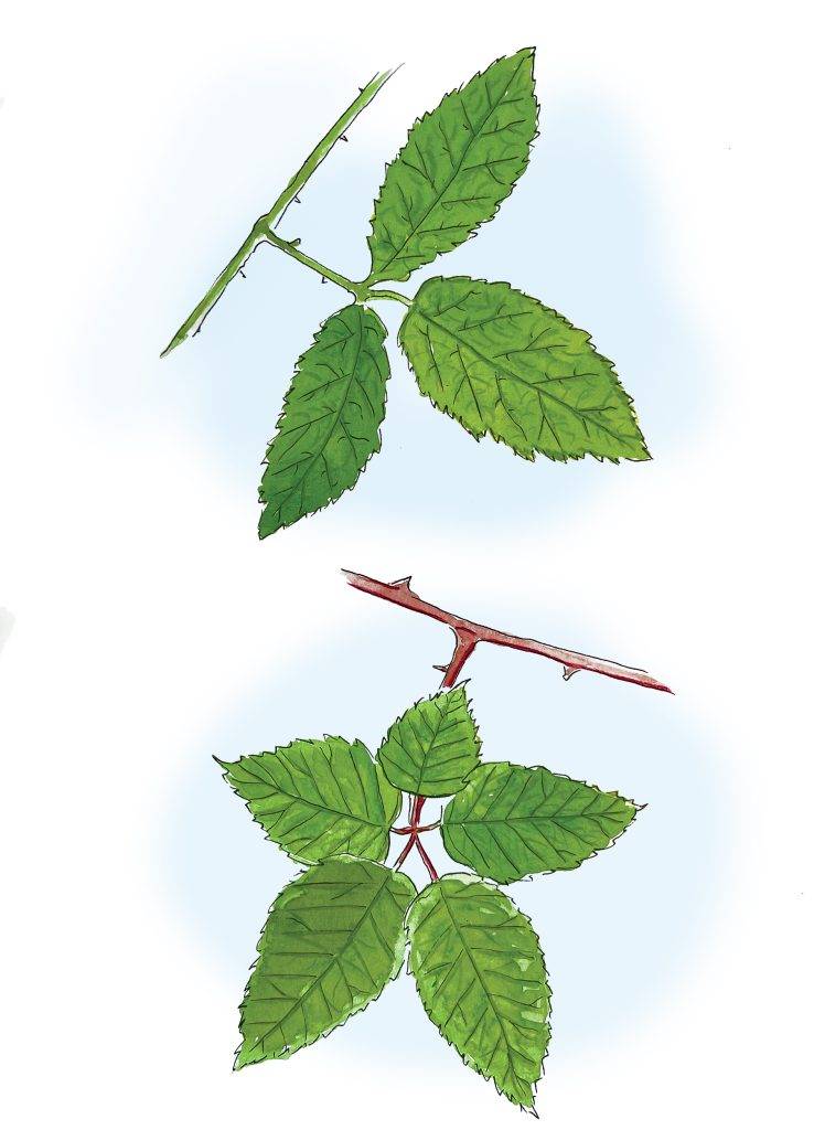 Berry Good or Berry Bad? - YAM Jul/Aug 2022