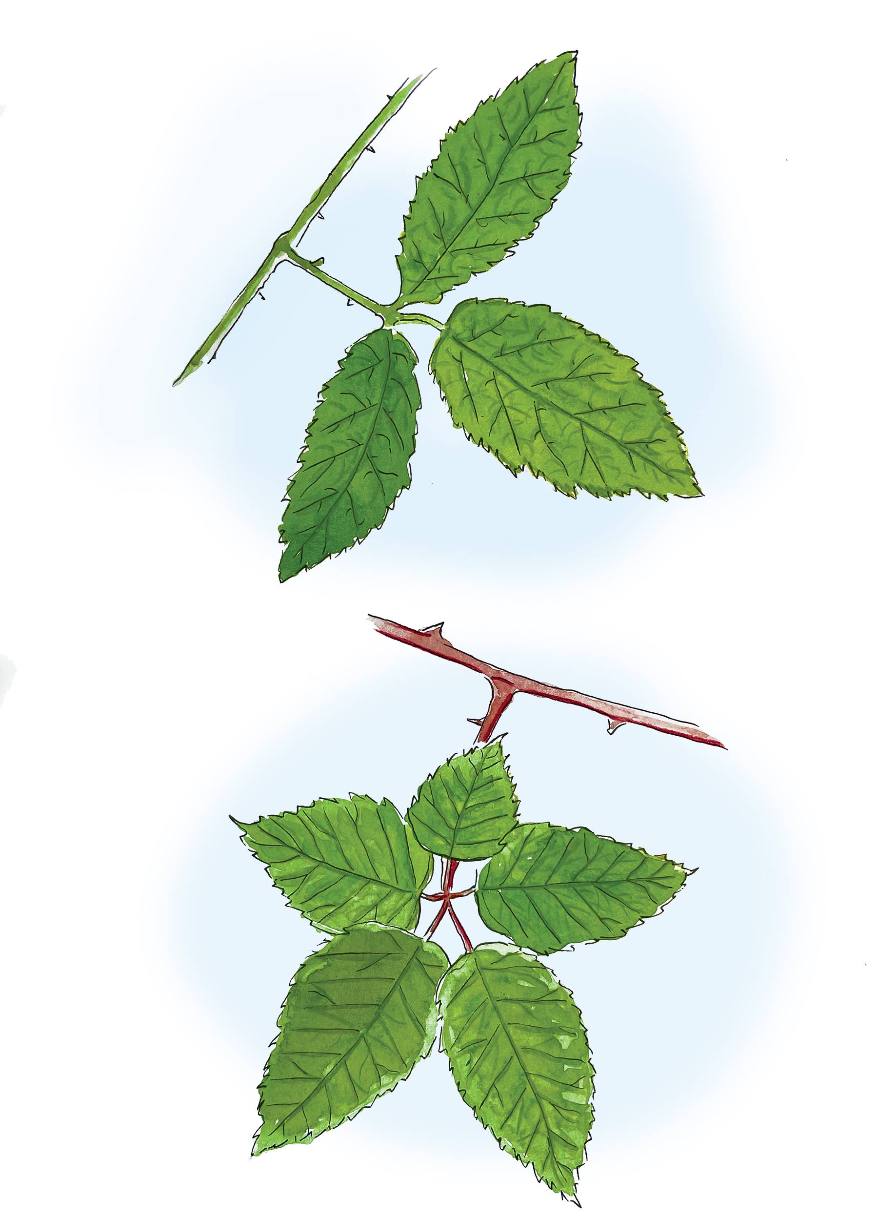 leaves copy