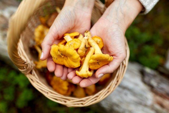 Chanterelle Mushroom - YAM HOB Dinner
