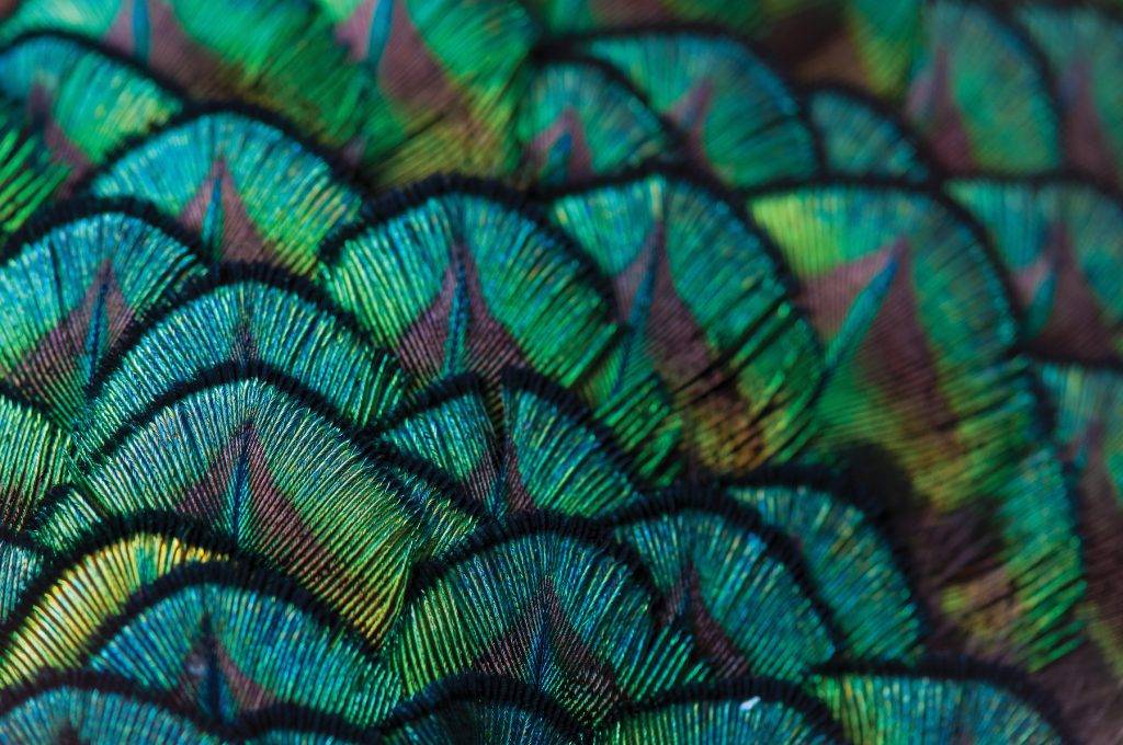 Perspective: Beacon Hill Park's Roaming Peafowl - YAM Colour Issue 2023