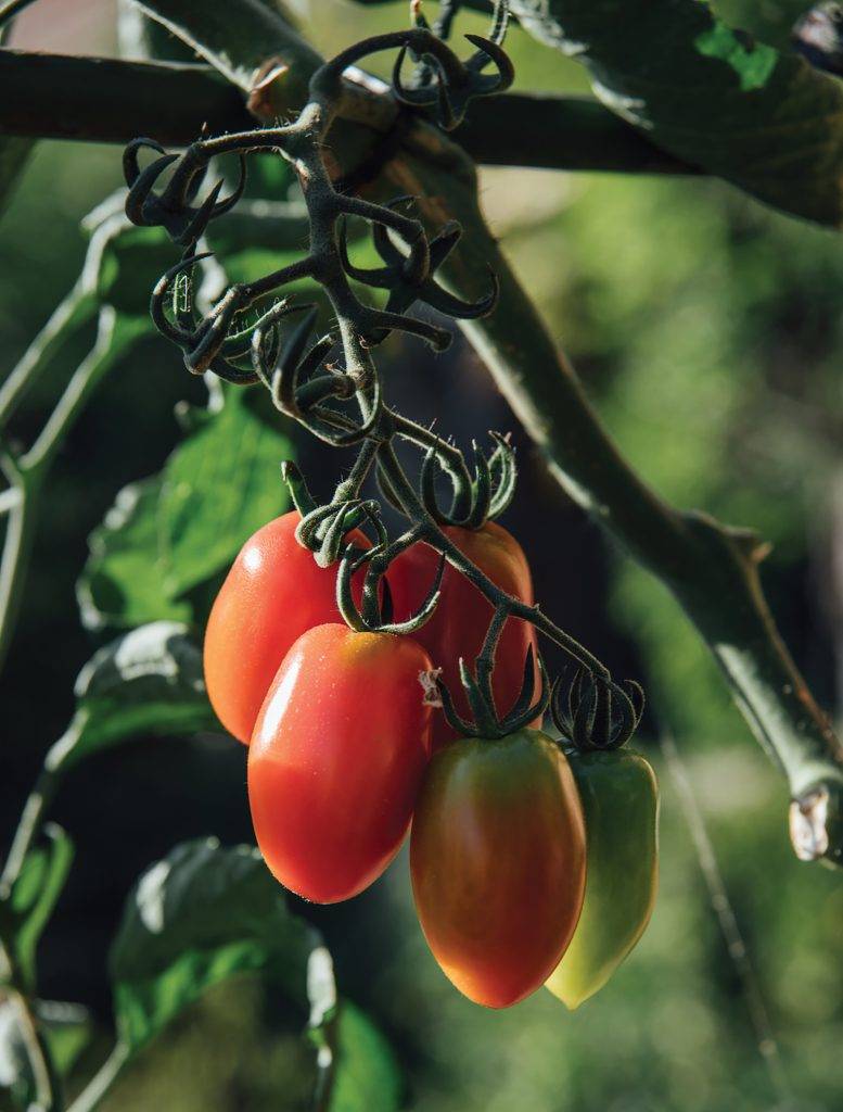 Viva Italia - Fill your pantry with all the best flavours of Italian cuisine - YAM Magazine Colour Issue Jan/Feb 2023