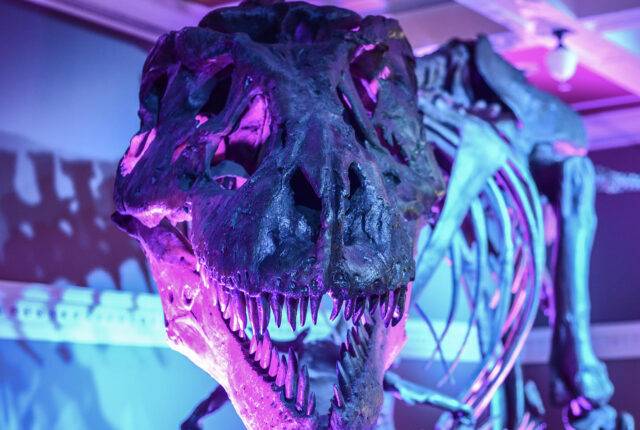 Trex online story - Jul/Aug 2023