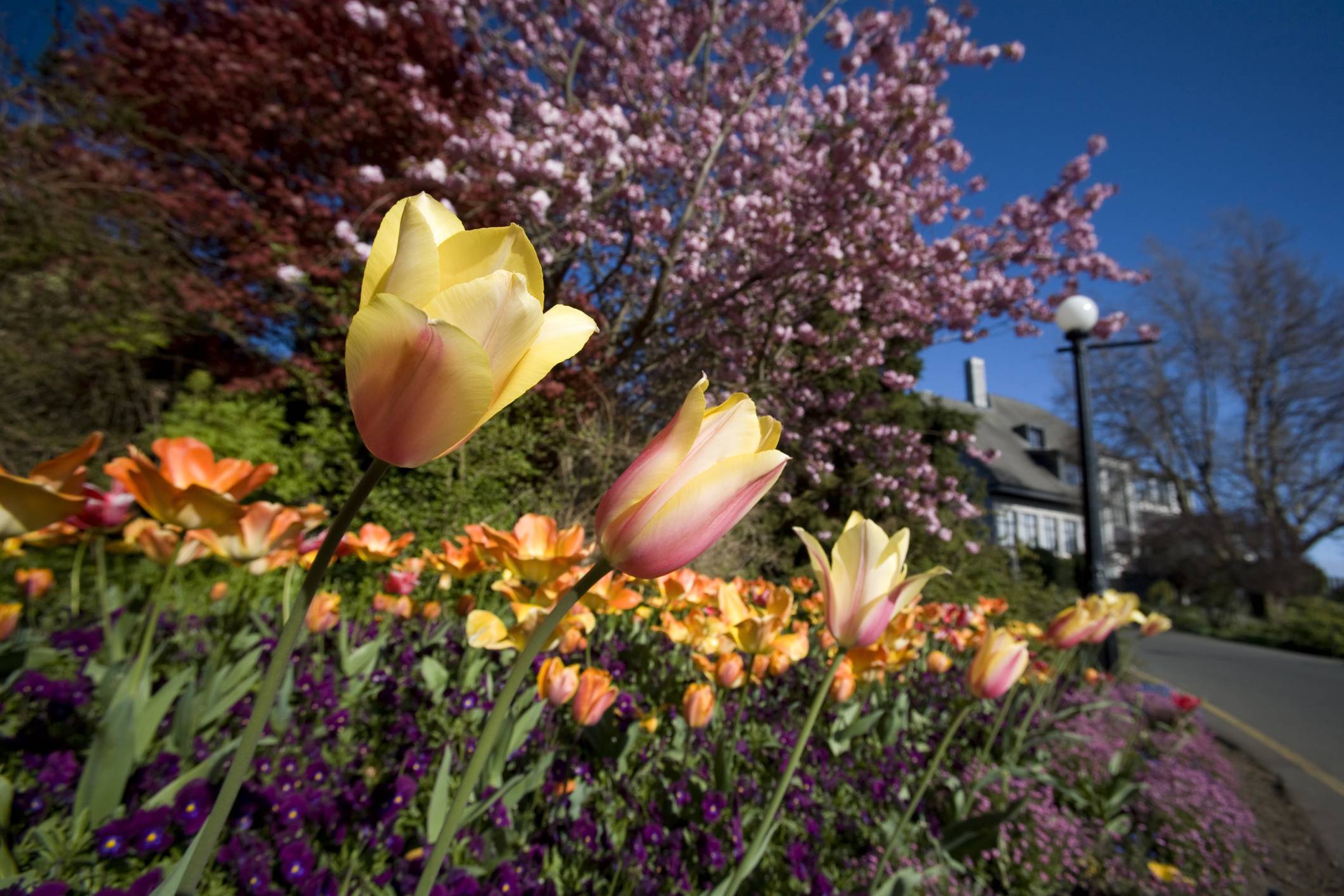 Flower Count Victoria