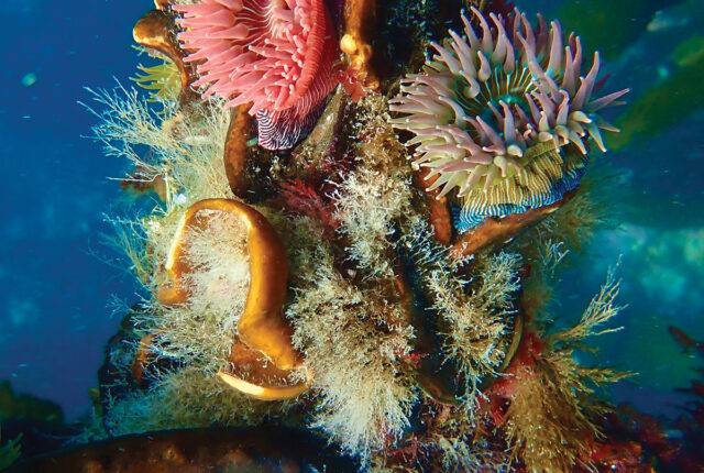 Of sea slugs and serenity - YAM Jan/Feb 2024