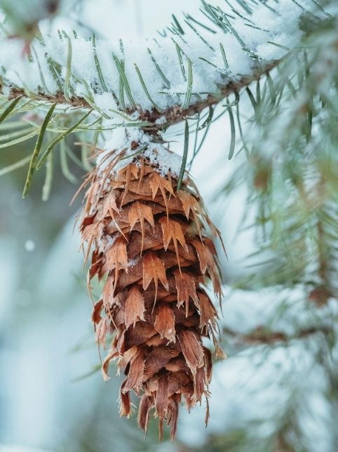 Douglas fir pine cone