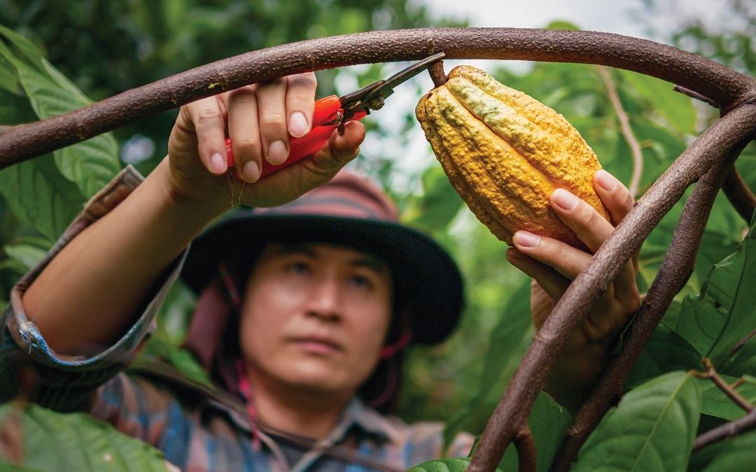 Ethical chocolate and fair trade practices